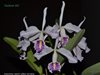 Cattleya maxima var. semi-alba